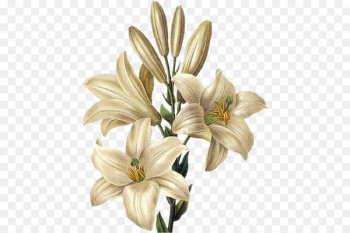 Botany Botanical illustration Lilium 'Stargazer' Tiger lily Drawing - flower 