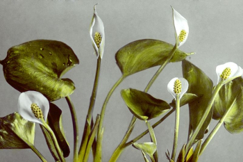 Botany flowers | Free Photo - rawpixel