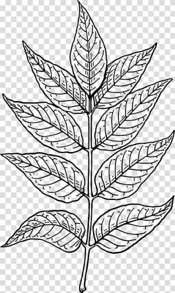Botany Leaf Computer Icons , Leaf transparent background PNG clipart