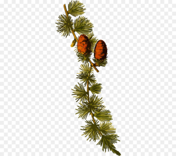 Botany Medicinal plants Conifer cone Alpinis maumedis - plant 