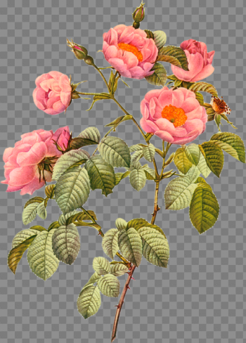 Botany Plant Flower Illustration Flowering Botanical Drawing