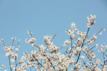 Bottom Framed Cherry Blossom Tree Bottom Framed Cherry Blossom Tree