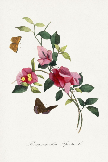 Bougainvillea flower painting, Le Jardin | Free Photo Illustration - rawpixel Bougainvillea flower painting, Le Jardin | Free Photo Illustration - rawpixel