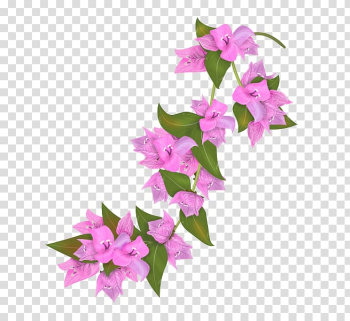 Bougainvillea Flower Petal Drawing, flower transparent background PNG clipart Bougainvillea Flower Petal Drawing, flower transparent background PNG clipart