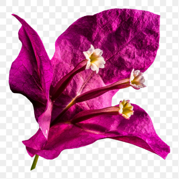 Bougainvillea flower png sticker, transparent | Free PNG - rawpixel