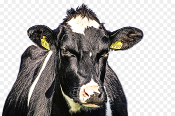 bovine dairy cow calf snout cow-goat family bovine dairy cow calf snout cow-goat family
