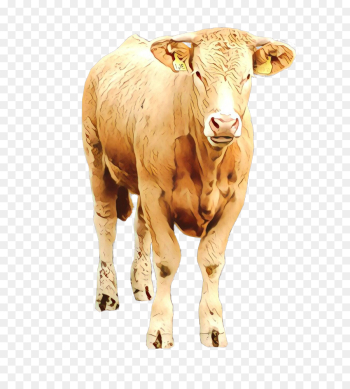 bovine horn calf cow-goat family livestock bovine horn calf cow-goat family livestock
