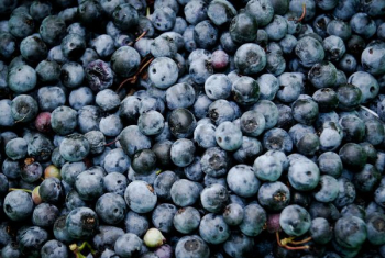 bowl of blueberries bowl of blueberries