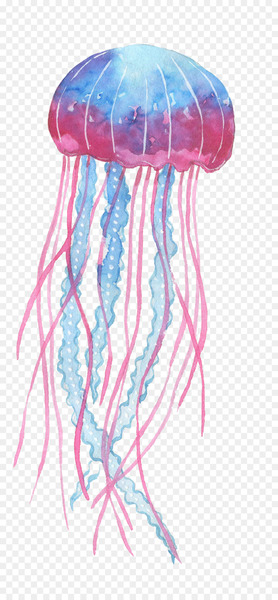 Box jellyfish Ocean - Blue pink jellyfish Box jellyfish Ocean - Blue pink jellyfish