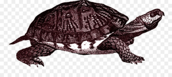Box turtle Common snapping turtle Clip art - turtle Box turtle Common snapping turtle Clip art - turtle