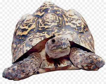 Box turtles Tortoise Loggerhead sea turtle Terrestrial animal -  