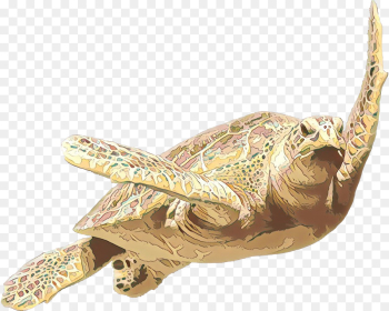 Box Turtles, Turtle, Tortoise, Reptile PNG Box Turtles, Turtle, Tortoise, Reptile PNG