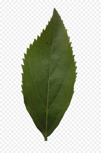 Boxelder maple Leaf Red maple Tree - leaves 
