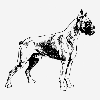 Boxer dog hand drawn illustration. | Free Photo - rawpixel
