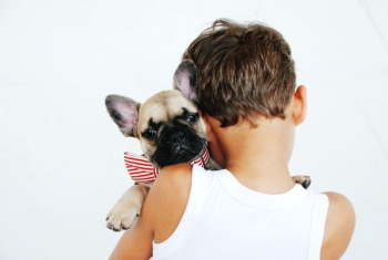 boy hugging fawn pug puppy boy hugging fawn pug puppy