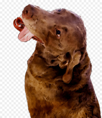 Boykin Spaniel Chesapeake Bay Retriever Dog breed - Boykin Spaniel Chesapeake Bay Retriever Dog breed -