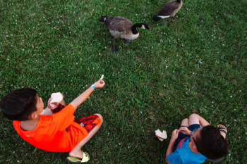 Boys Feeding Geese Boys Feeding Geese