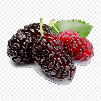 Boysenberry Black mulberry White mulberry Fruit Raspberry - Boysenberry Black mulberry White mulberry Fruit Raspberry -