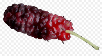 Boysenberry Tayberry Berries Red Mulberry Fruit - Boysenberry Tayberry Berries Red Mulberry Fruit -