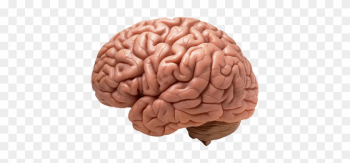 Brain's Cravings - Brain Png Brain's Cravings - Brain Png