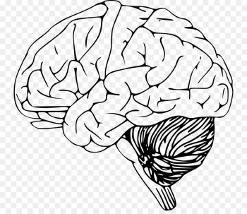 Brain Computer Icons Drawing Clip art - Brain png download - 800*768 ...