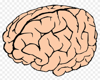 Brain Human Brain Knowledge Anatomy Biology Organ - Brain Clipart Transparent Background Brain Human Brain Knowledge Anatomy Biology Organ - Brain Clipart Transparent Background