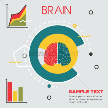Brain infographic Brain infographic