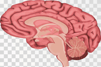 Brain Png Image Human brain