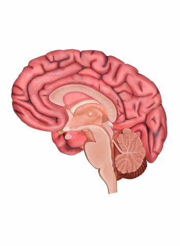 Brain Png Image Human brain