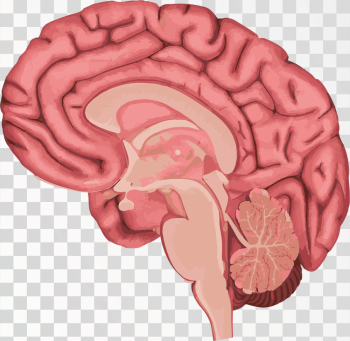 Brain Png Image Human brain