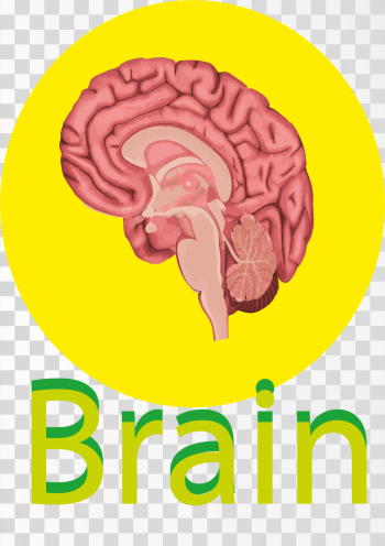 Brain Png Image Human brain