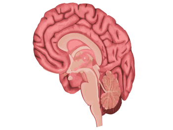 Brain Png Image Human brain