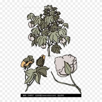 Branch Bombax Ceiba Tree Cotton - Cotton Tree Png Branch Bombax Ceiba Tree Cotton - Cotton Tree Png