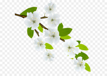 Branch Clip art - Spring Branch PNG Image 