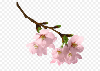Branch Clip art - Spring Branch PNG Picture Branch Clip art - Spring Branch PNG Picture