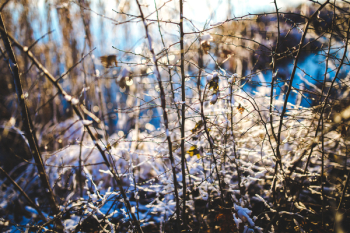 Branch in the Snow Branch in the Snow
