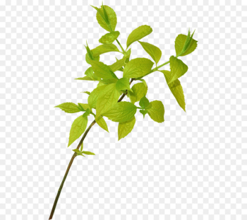 Branch, Leaf, Tree, Flower, Plant PNG Branch, Leaf, Tree, Flower, Plant PNG
