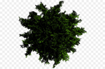 Branch Oak Honey locust Tree Evergreen - tree 