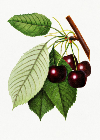 Branch of black cherries illustration. Digitally enhanced illustration.. | Free public domain illustration - 2297709
