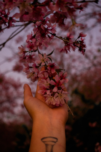Branch of Pink Flowers Branch of Pink Flowers
