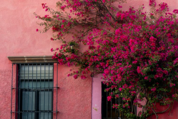 Branch of Pink Flowers on the Wall