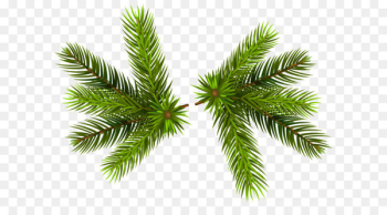 Branch Pine Clip art - Pine Branches Transparent PNG Clip-Art Image 