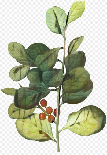 Branch, Plant Stem, Leaf, Flower, Plant PNG Branch, Plant Stem, Leaf, Flower, Plant PNG