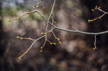 Branch sprouts Branch sprouts
