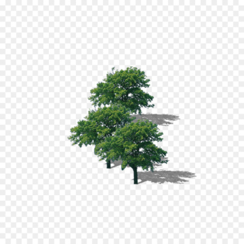 Branch Top tree Download - Tree tree lush tree top Branch Top tree Download - Tree tree lush tree top