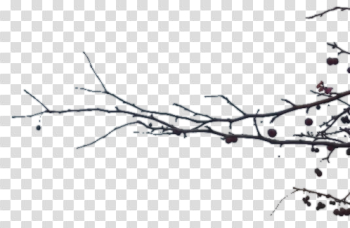 Branch Transparent Branch Transparent
