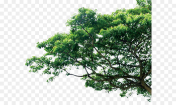 Branch Tree Pine Template - tree Branch Tree Pine Template - tree