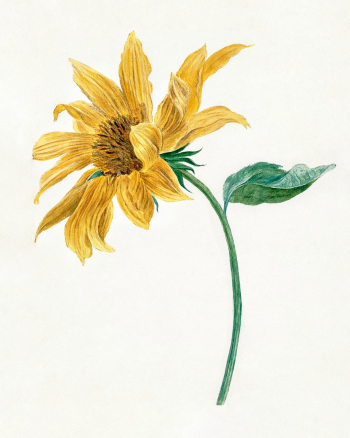 Branch with a sunflower (1714&ndash;1760)… | Free public domain illustration