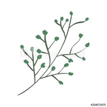 branch with seeds plant