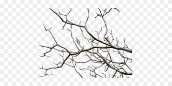 Branches, Tree, Nature, Trees, Wood - Bare Tree Transparent Background Branches, Tree, Nature, Trees, Wood - Bare Tree Transparent Background